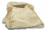 Fossil Plesiosaur (Libonectes) Tooth - Asfla, Morocco #252343-1